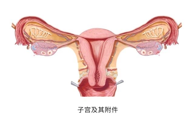 为什么80%的胎停都发生在孕早期？